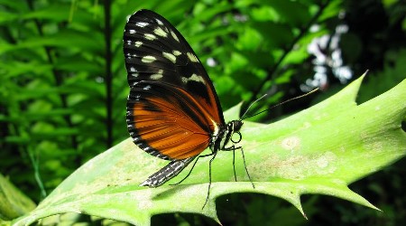 butterfly-show-2019