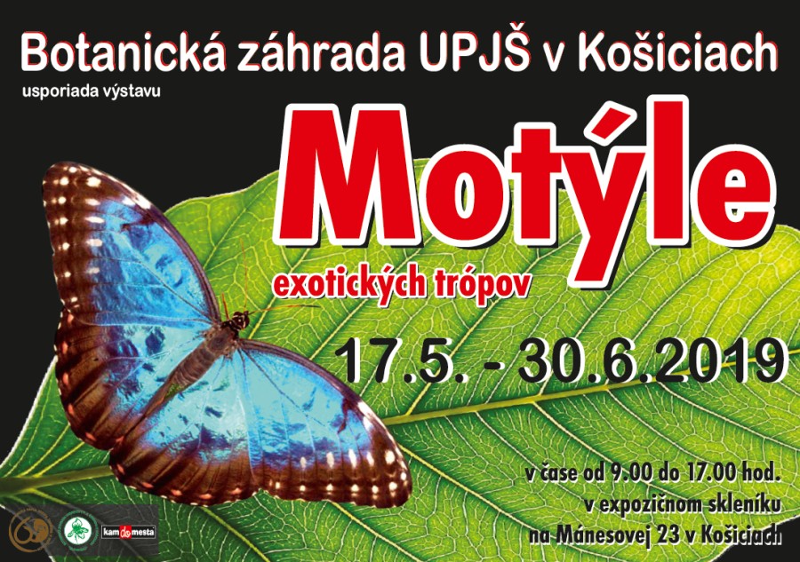 motyle-2019