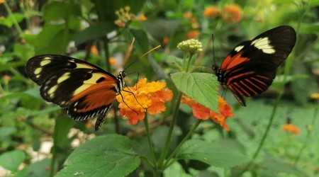Butterfly show
